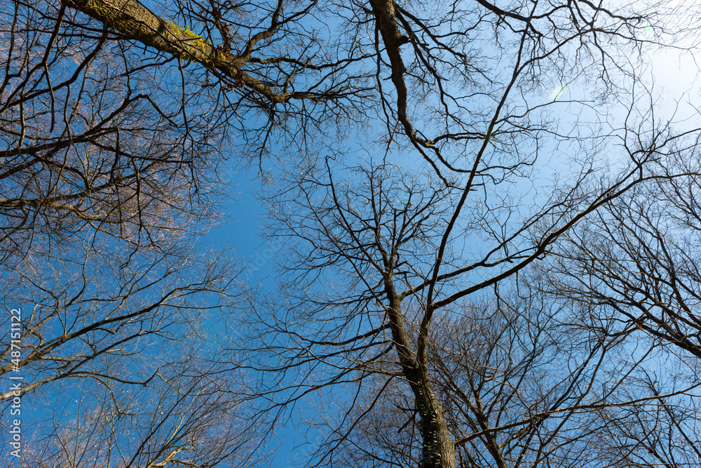 trees in the sky branches trees in the sky branches