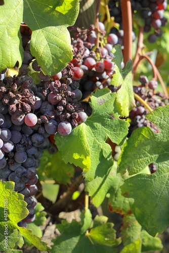 Dettaglio della vendemmia 2021 a Barolo