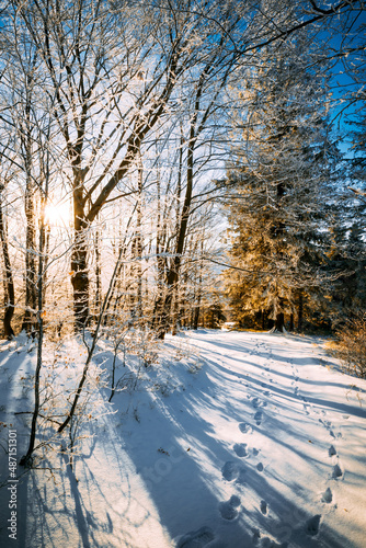 Sun shining through winter trees covered snow