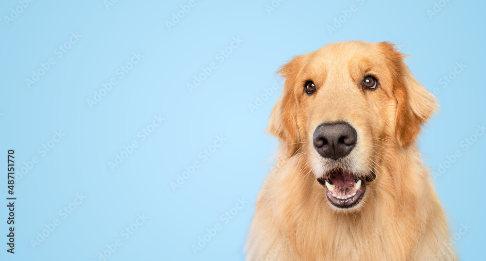 Funny surprised golden retriever dog expression with open mouth isolated on blue background