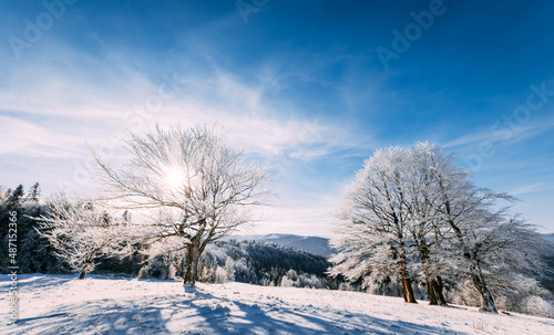 Frosty tree on winter field with sun shining through frozen branches © leszekglasner