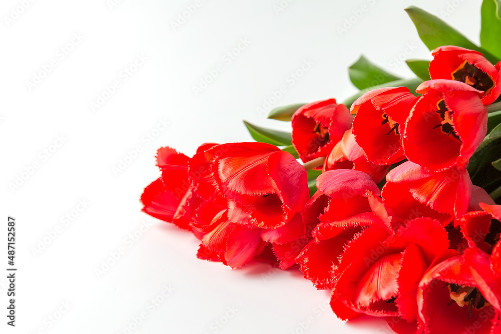 Bouquet of red terry tulips on a white background. A ready place for your invitation text, congratulations. Bouquet of red terry tulips on a white background. A ready place for your invitation text, congratulations.