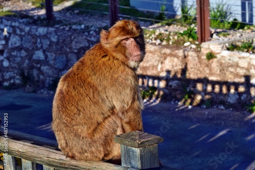 Wild barbary macaque or called simply Gibraltar monkeys sitting on the Rock