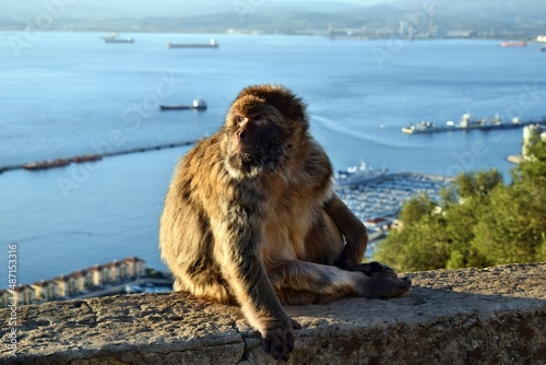 Wild barbary macaque or called simply Gibraltar monkeys sitting on the Rock © adam88xx