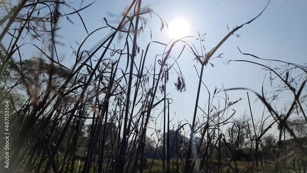 Sun behind the grass. Close-up view stock video footage of fresh green spring petals of grass growing outdoor in morning. Grassy foliage isolated on sunny sunrise sky blurry background.
Sun behind the grass. Close-up view stock video footage of fresh green spring petals of grass growing outdoor in morning. Grassy foliage isolated on sunny sunrise sky blurry background.