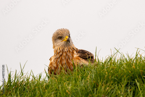 A Red Kite (Milvus milvus) resting on a grass bank