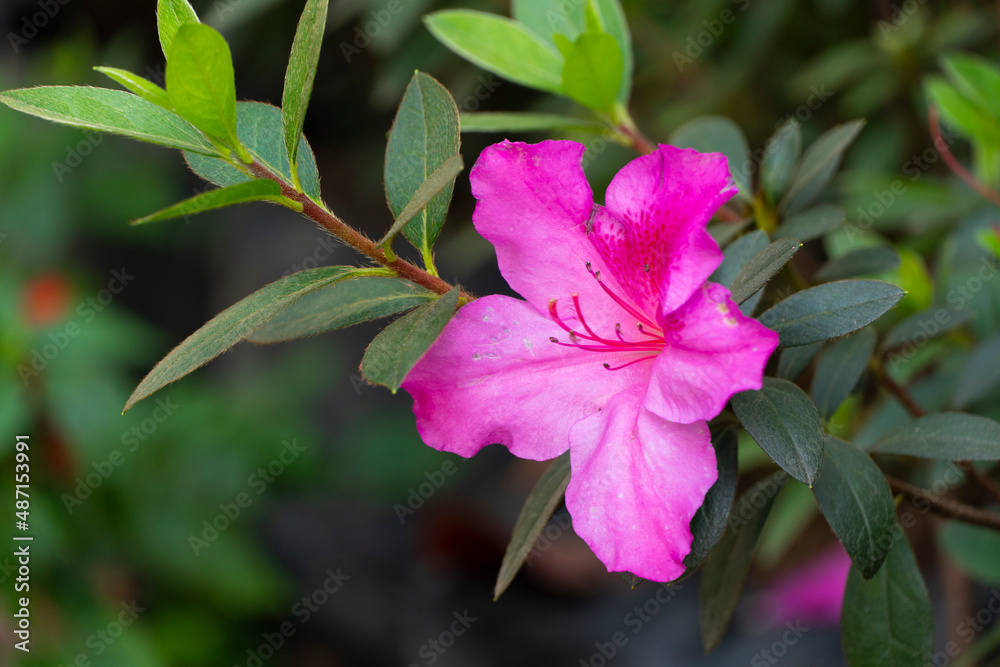 Rhododendron mucronatum is a rhododendron species native to China, where it grows at altitudes of 2800–4500 meters. It is a shrub that grows to 1–2 m in height, with leaves that are lanceolate to ovat Rhododendron mucronatum is a rhododendron species native to China, where it grows at altitudes of 2800–4500 meters. It is a shrub that grows to 1–2 m in height, with leaves that are lanceolate to ovat