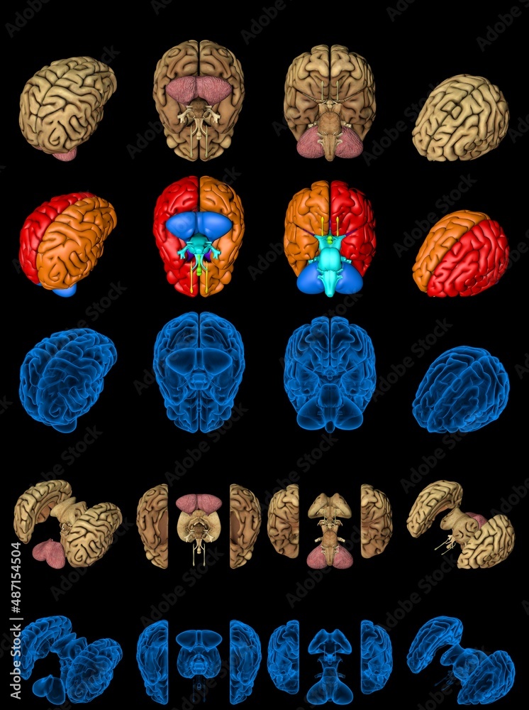 Set of isolated brain renders - whole and split with roentgen style ...