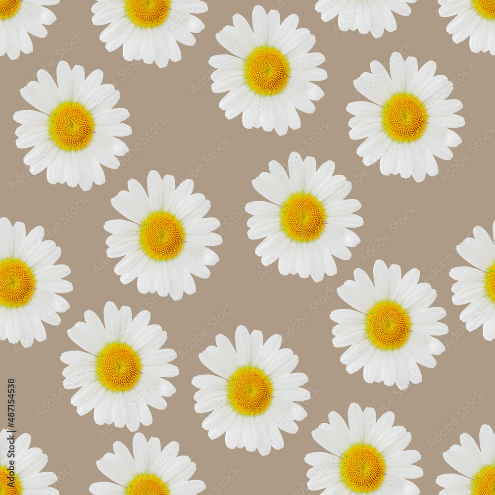 Daisies seamless pattern, flower background