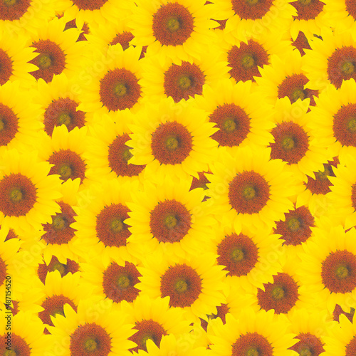 Sunflowers seamless pattern illustration