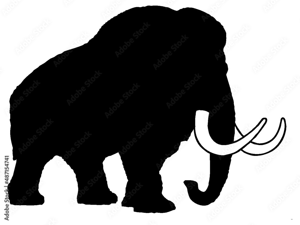 Obraz premium Black and white vector silhouette of an adult with large tusks walking mammoth.Isolated on a white background. 