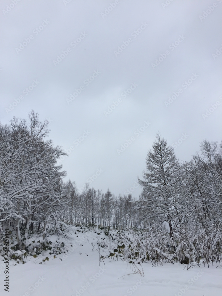 Snow covered trees in Japan Niseko. Snow covered trees in Japan Niseko.