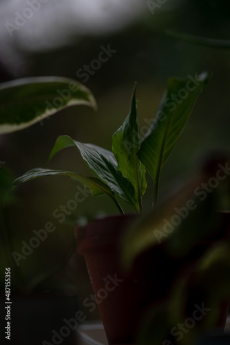 A moody plant shot from an angle.
Shot with Sony A7III