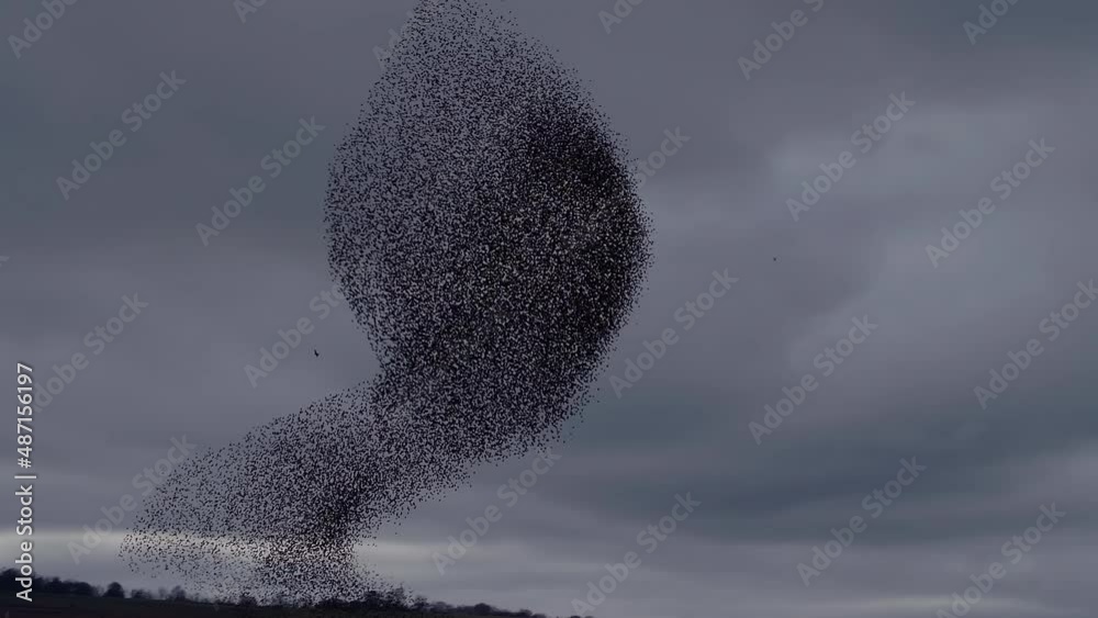 Starling murmuration reacting to hunting sparrowhawk, bird of prey attack