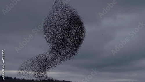 Starling murmuration reacting to hunting sparrowhawk, bird of prey attack