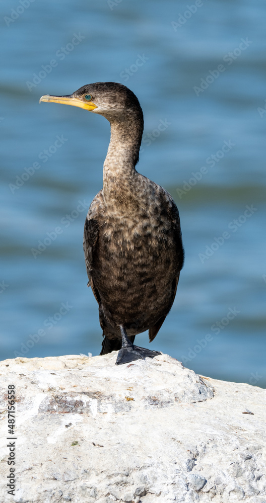 Neotropical Cormorant Neotropical Cormorant