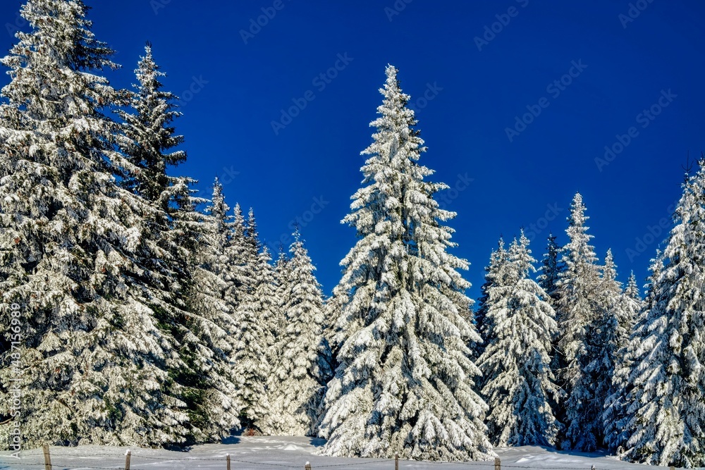 snow covered trees snow covered trees