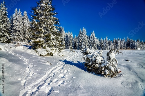 snow covered trees © Michael Knöbl