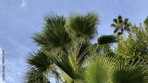 Leaves of different types of palm on the blue sky background