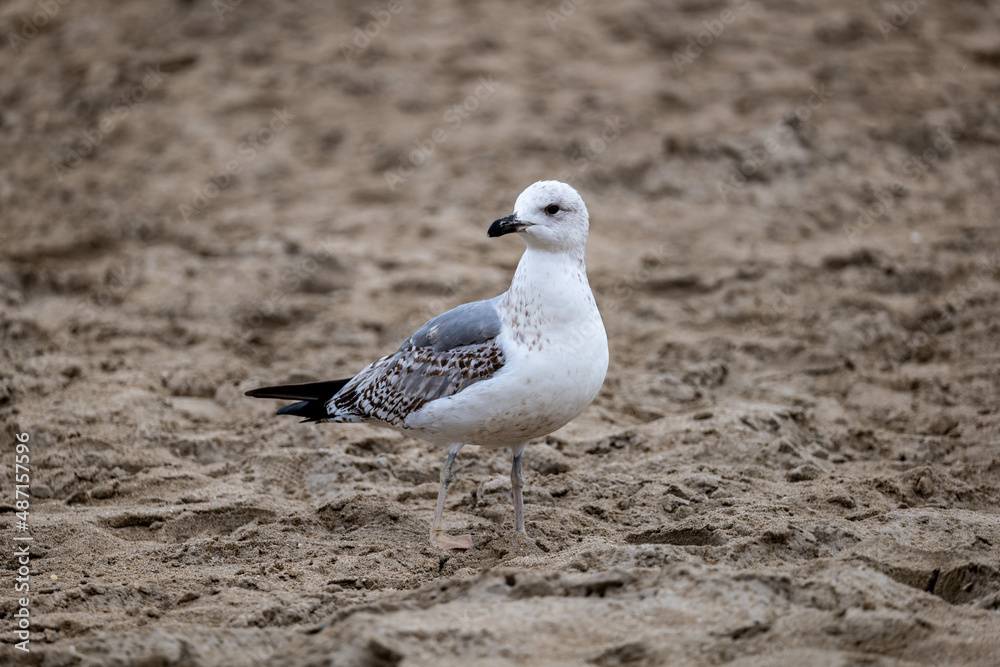 seagull on the beach seagull on the beach