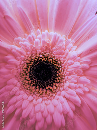 Closeup of a red daisy flower.