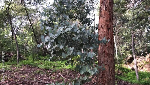 Eucaliptus leaves moving in the wind, closeup