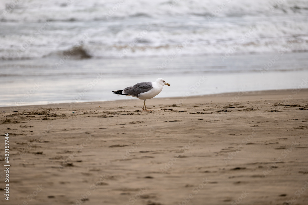 seagull on the beach seagull on the beach