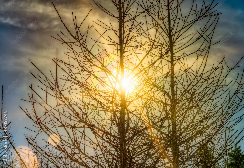 Obraz premium sunset in the forest