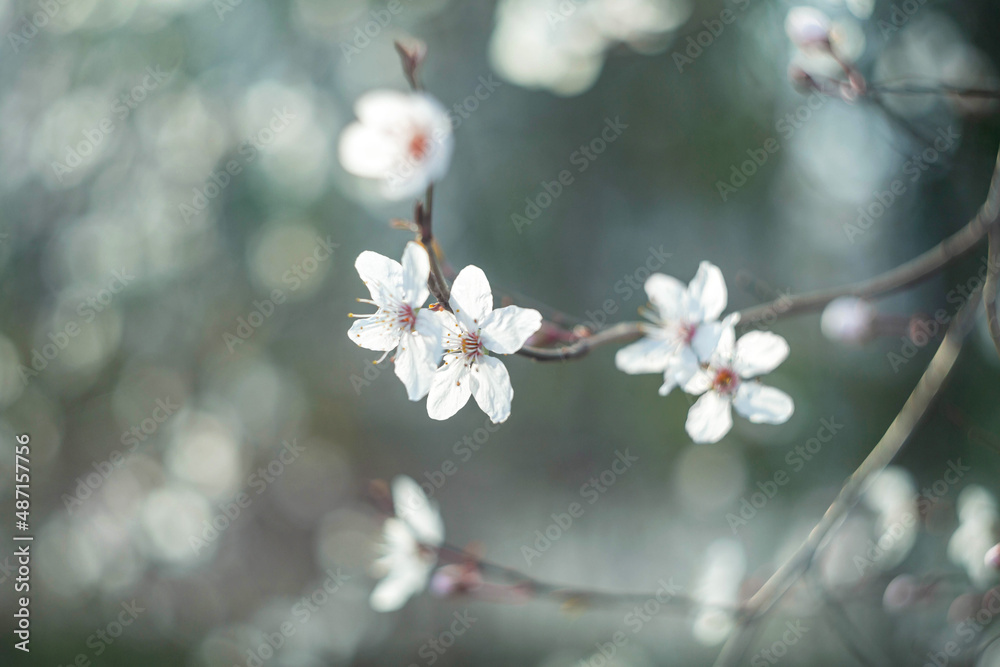 The white flowers of the almond tree are found on the blurred background of nature. Background on the theme of spring flowering in nature.