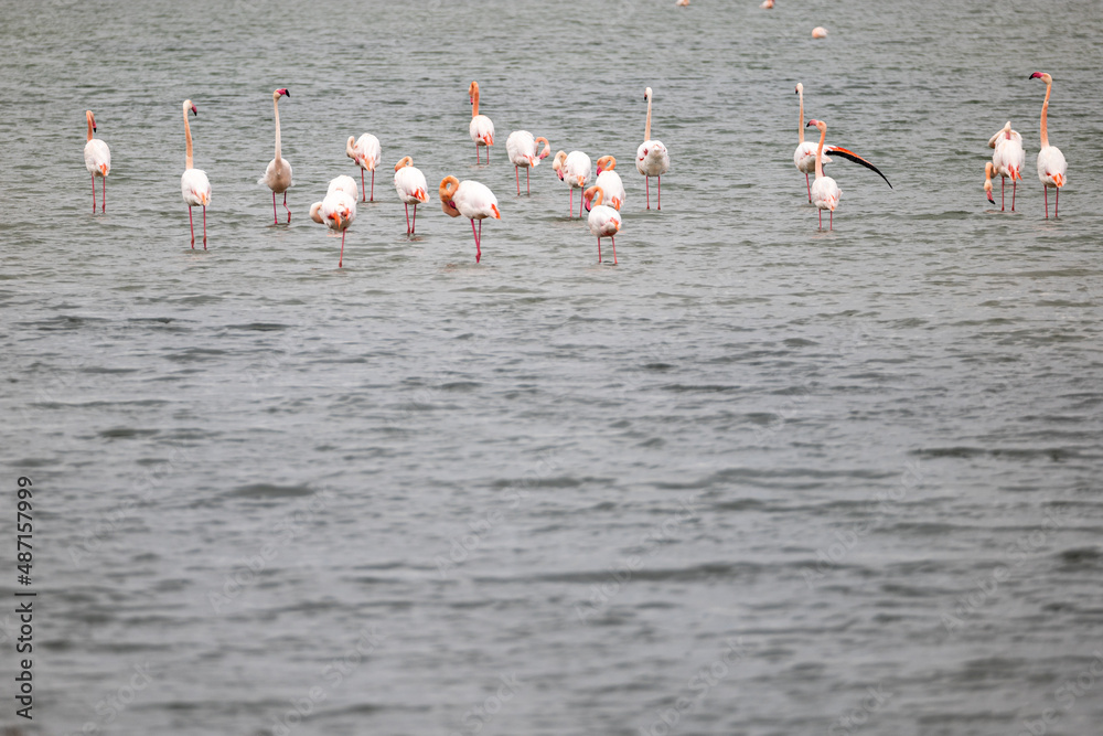 flamingo courtship