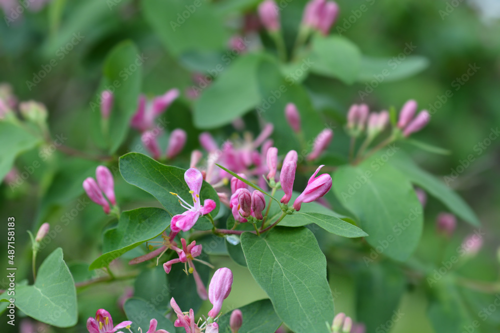 Obraz premium Blue-leaf honeysuckle