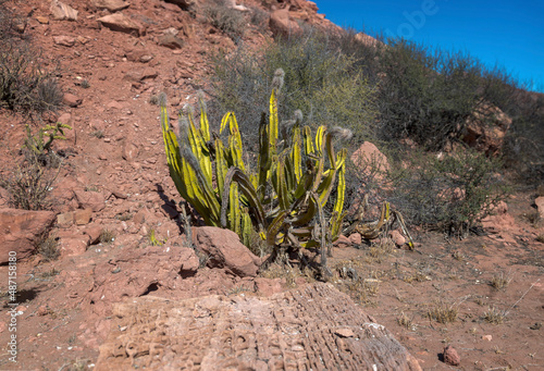 Pachycereus Schottii Mexican Sonoran Desert Cactus photo