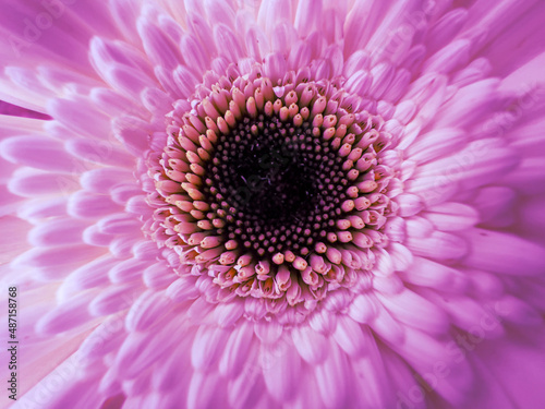 Closeup of a pink daisy flower.