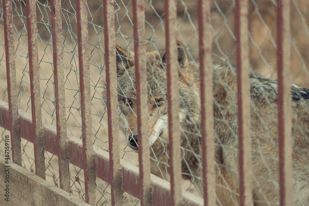 wild wolf behind bars in the zoo wild wolf behind bars in the zoo