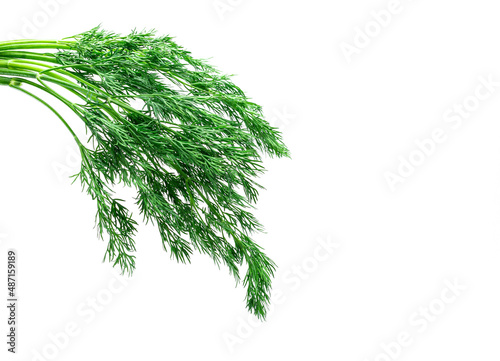 Bunch of green dill on a white background, green for salad