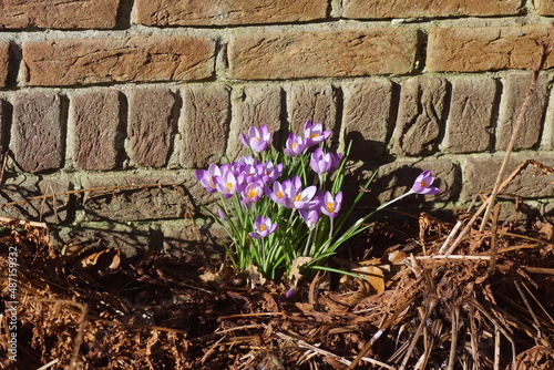 Purple flowering crocuses in the sun between the withered fern leaves in front of a wall in a Dutch garden. Family Iridaceae. Late winter, February