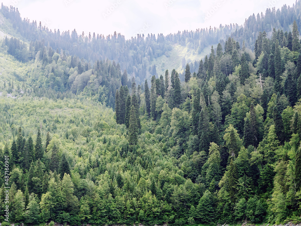 Fototapeta premium Mixed green forest in a mountain valley under a cloudy sky in a light haze