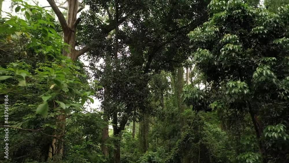 Atlantic Forest with some eucalyptus trees - drone movement to the back Atlantic Forest with some eucalyptus trees - drone movement to the back