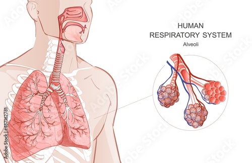 3d vector of the human Respiratory System, lungs, alveoli. Inside larynx nasal throttle anatomy. Man body parts. Hand drown anatomy illustration