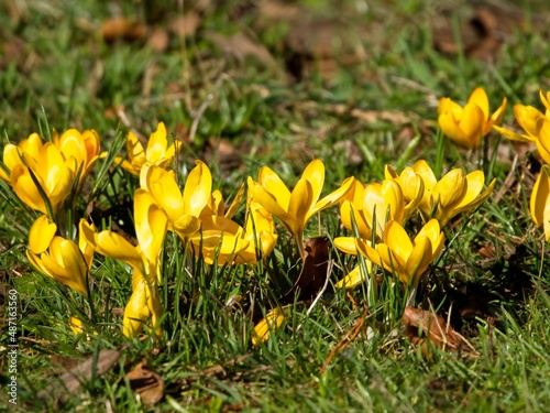 Early yellow crocuses grow in the grass during springtime