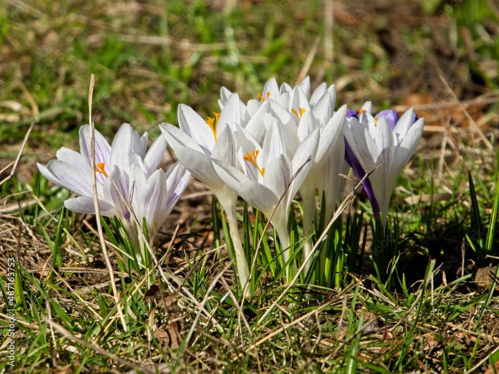 Early white crocuses grow in the grass during springtime Early white crocuses grow in the grass during springtime