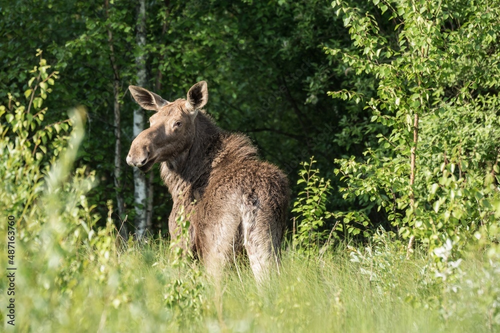 moose in the forest