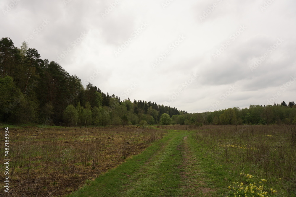 Obraz premium road in the field