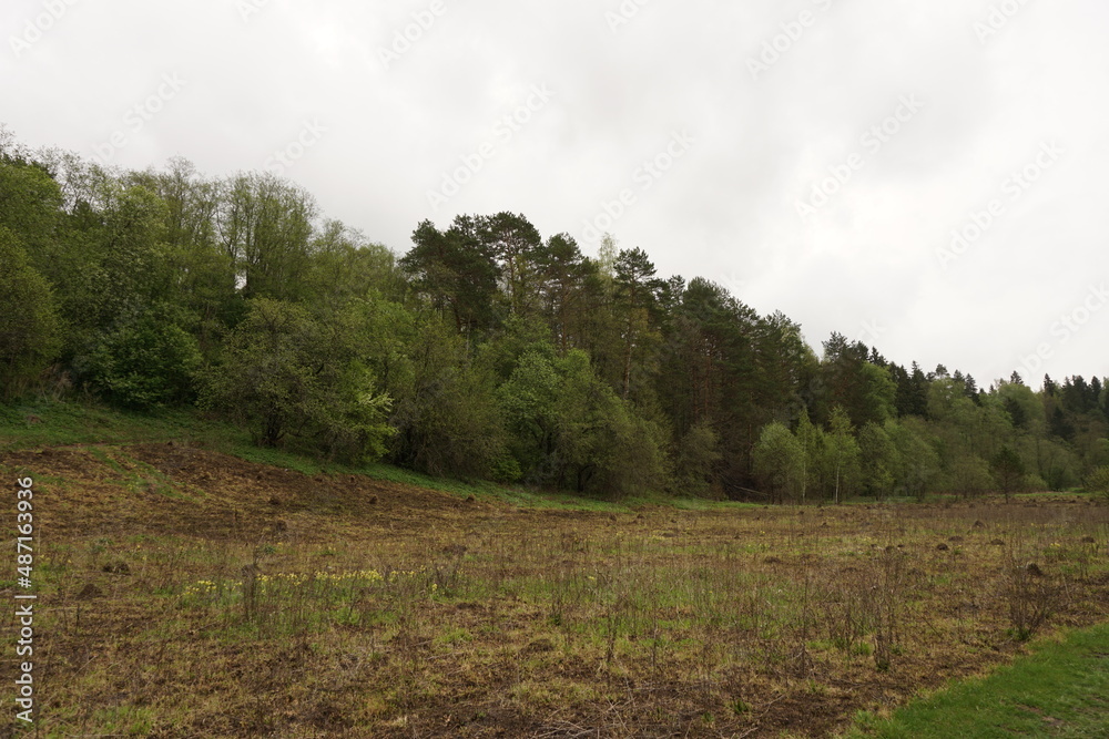 Fototapeta premium landscape with trees