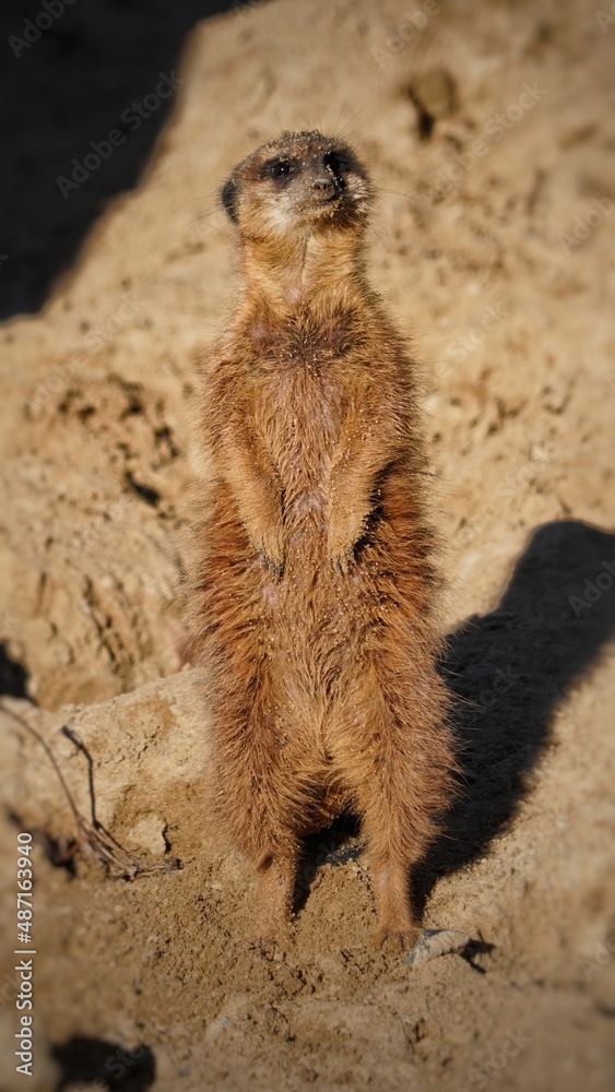 Obraz premium meerkat on guard