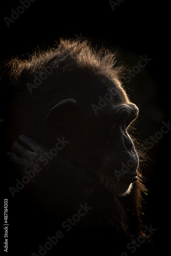 The backlit outline of a male chimpanzee in the morning sun.