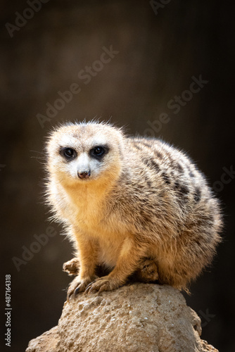 A merrkat sitting on top of a termite mound on lookout in the morning sun.