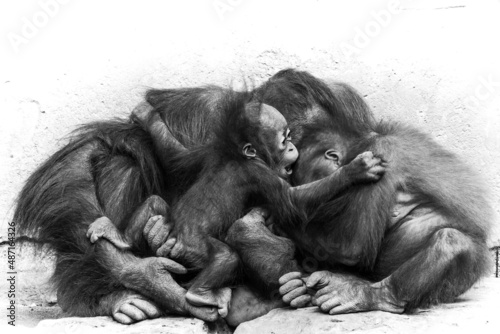A baby orangutan climbing on it´s mother and brother. A collection of primate hands and feet.