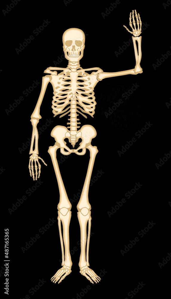 squelette, stop, anatomie, corps, crâne, radiographie, os, os, medicales, humain, 3-d, médecine, halloween, biologie, santé, colonne vertébrale, illustration, science, anatomique, osseux, radiographie