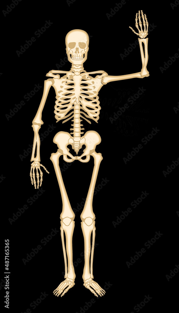 squelette, stop, anatomie, corps, crâne, radiographie, os, os, medicales, humain, 3-d, médecine, halloween, biologie, santé, colonne vertébrale, illustration, science, anatomique, osseux, radiographie squelette, stop, anatomie, corps, crâne, radiographie, os, os, medicales, humain, 3-d, médecine, halloween, biologie, santé, colonne vertébrale, illustration, science, anatomique, osseux, radiographie